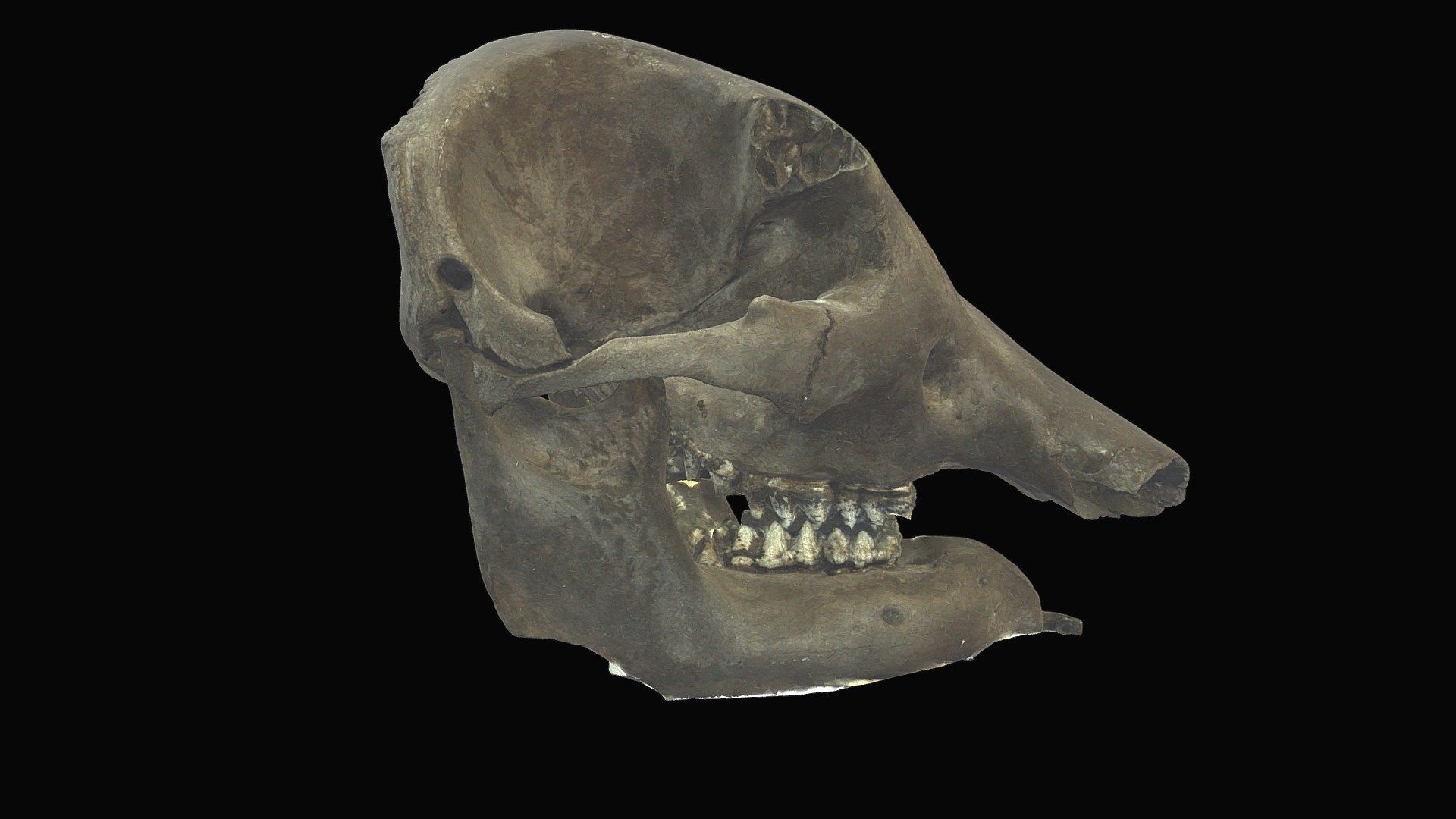Mastodon cranium. Neath Farm, Dane Co., WI