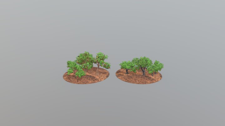 Mango Tree Pack-01