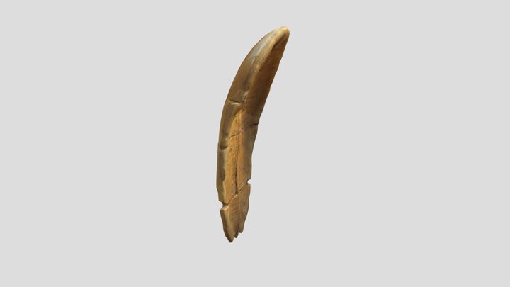 Oracle_Bone_Artifact 3D Model