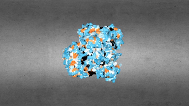 PDB-3V81-surf-hydropathy 3D Model