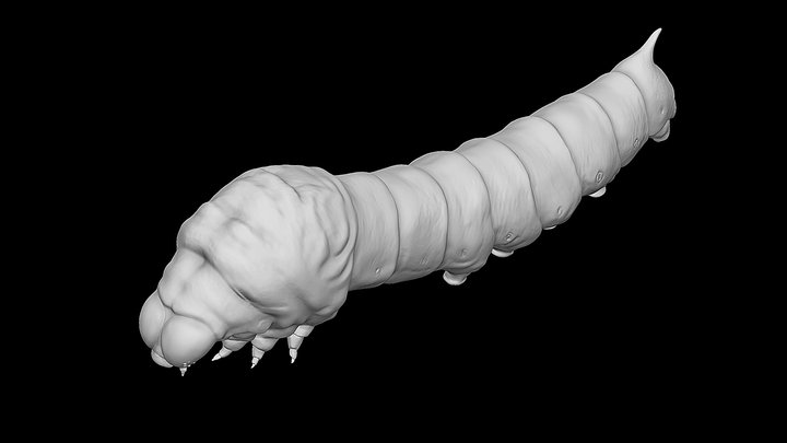 Silkworm 3D Model