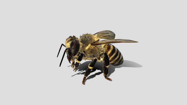 Pollen bee medium poly – Modello 3D gratuito STL