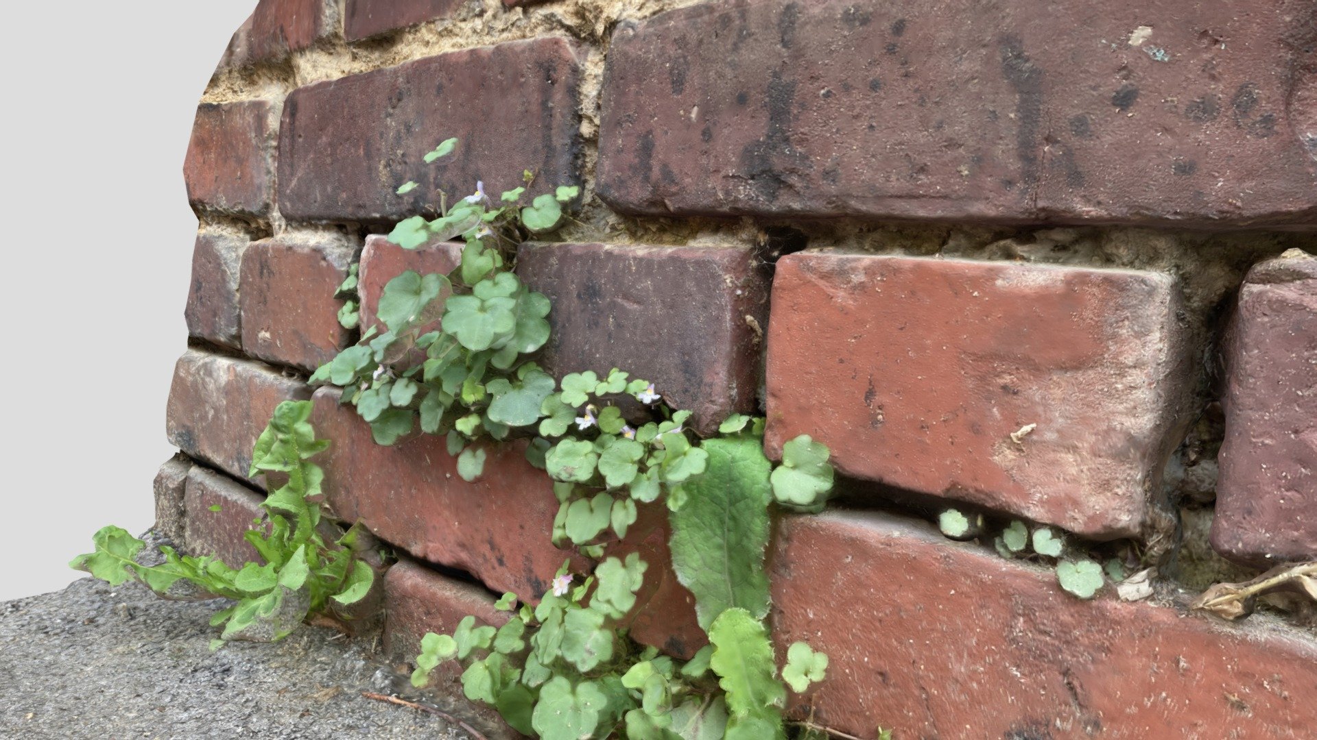Wild plants in the city on old brick wall
