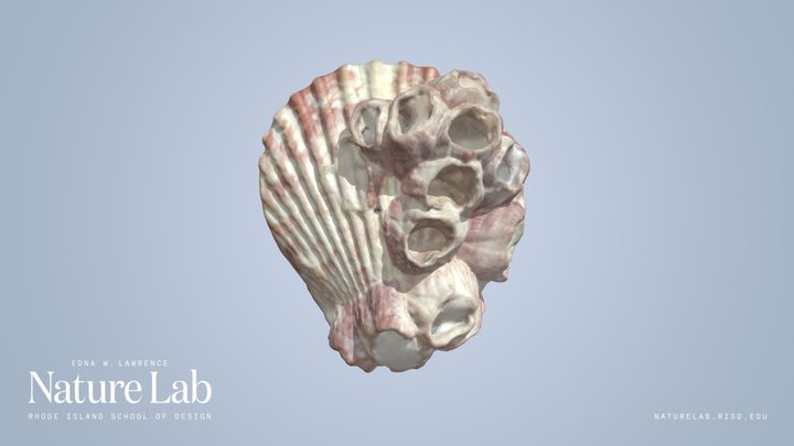 Scallop Shell With Barnacles