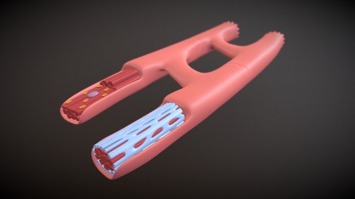 Heart muscle cell (cardiomyocyte) 3D Model