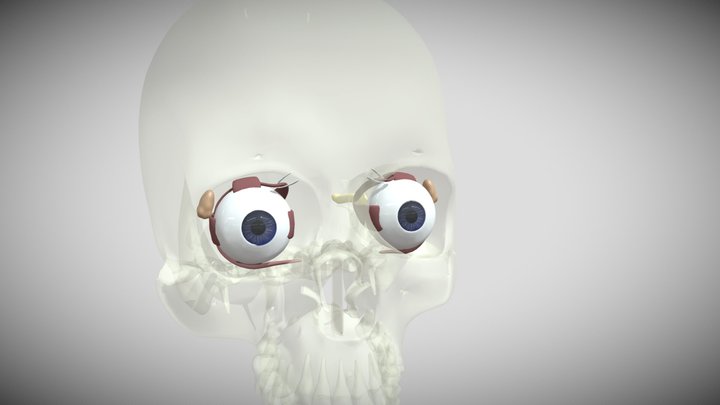 human eye 3D Model