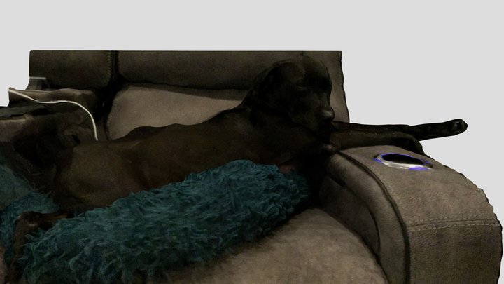 Dog Laying Down On Couch 3D Model