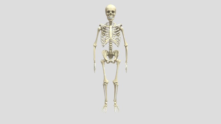 Human Skeleton 3D Model