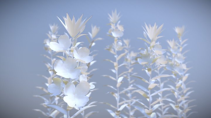 Evening primroses 3D Model