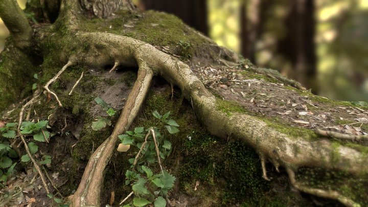 Roots on hill FREE 3D Model