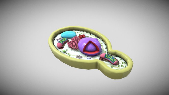 Yeast cells 3D Model