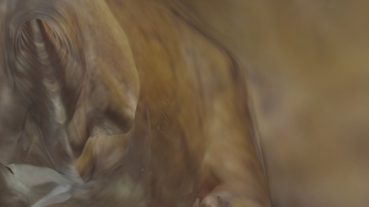 Tyrannosaurus rex 3D Model