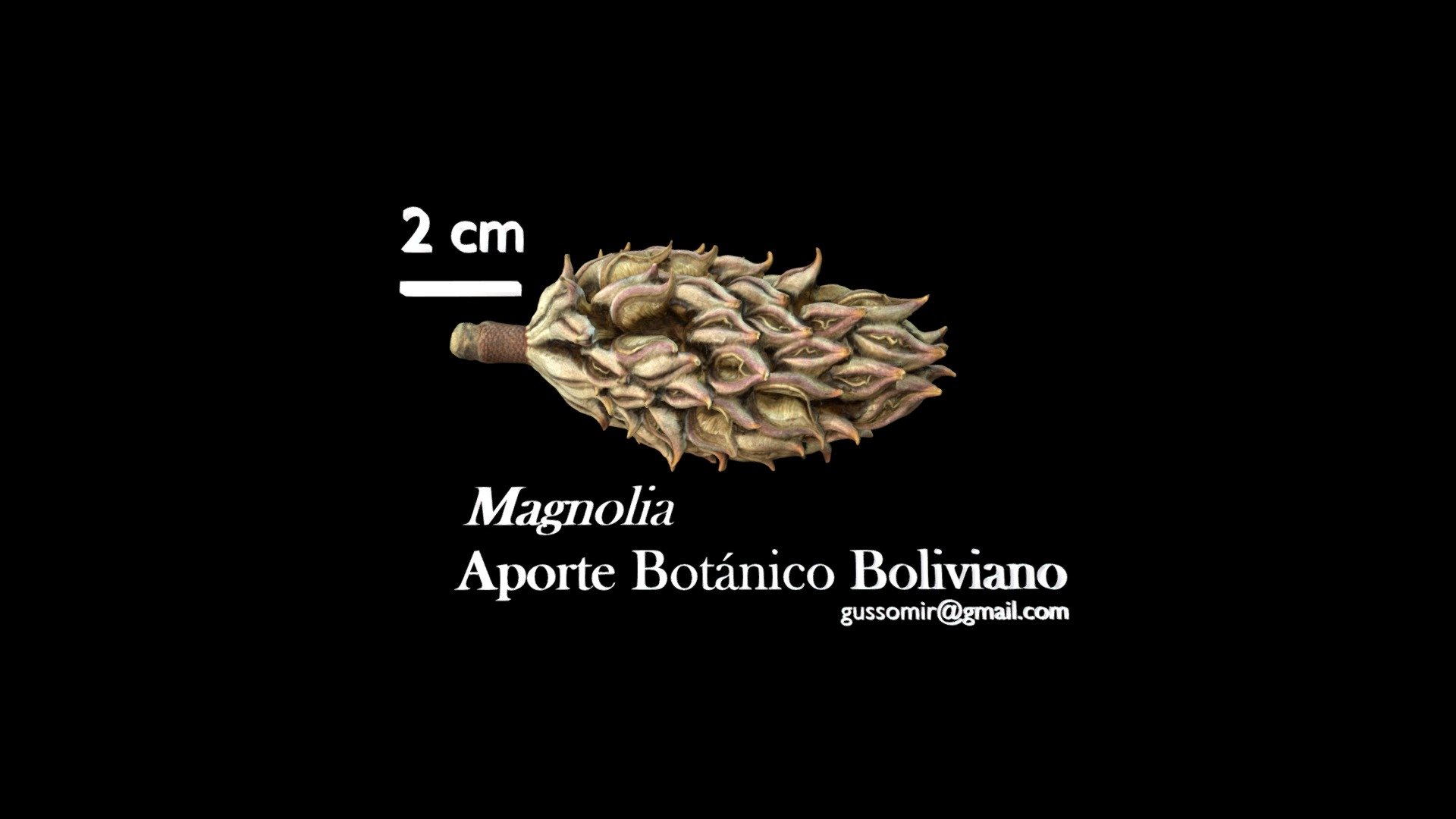 Magnolia, agregado de foliculos
