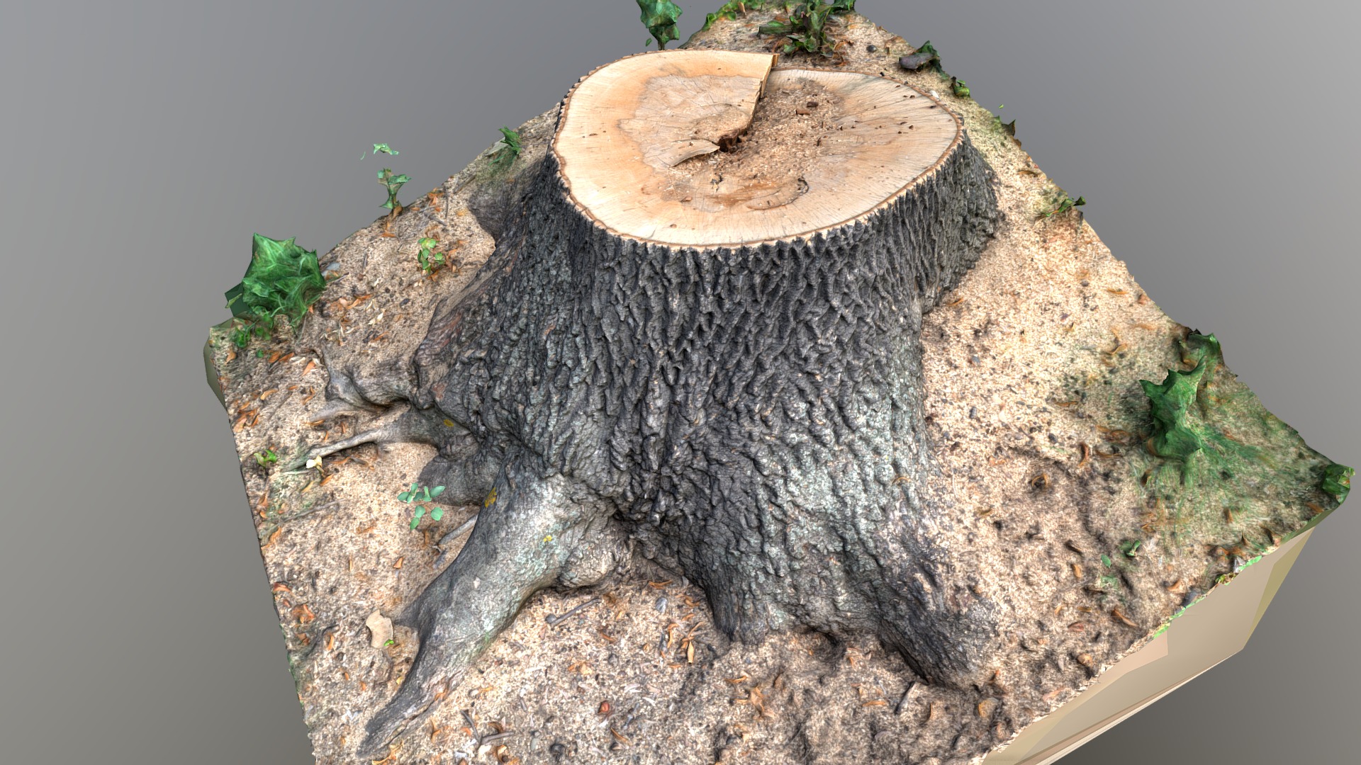 3D model Cut oak tree stump with roots - This is a 3D model of the Cut oak tree stump with roots. The 3D model is about a brown frog on a rock.