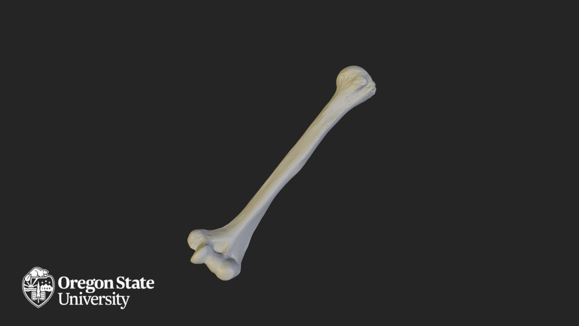 Humerus - Left - Download Free 3d Model By Oregon State University 