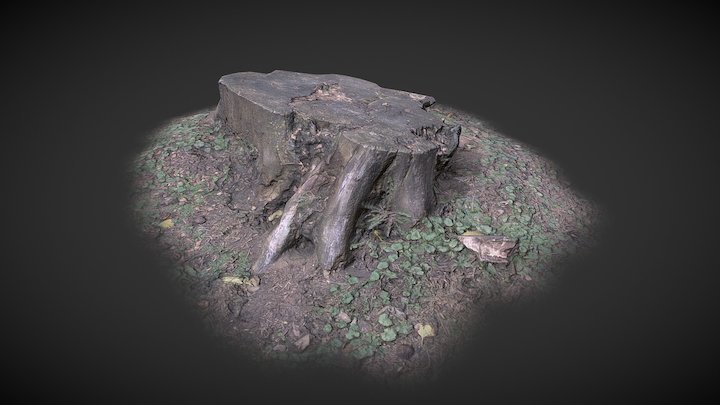 Tree Stump 3D Model