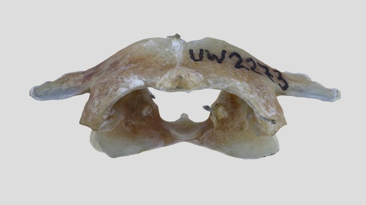 UWYMV:Mamm:2273, Sylvilagus floridanus, Vertebra – Free 3D Model STL