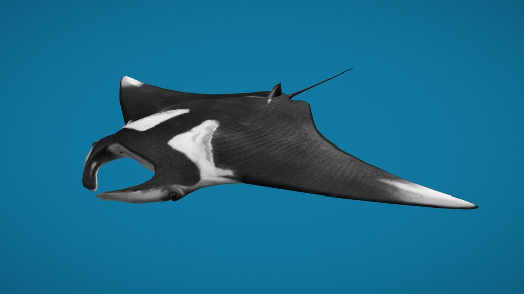 Manta Ray Birostris (animated)