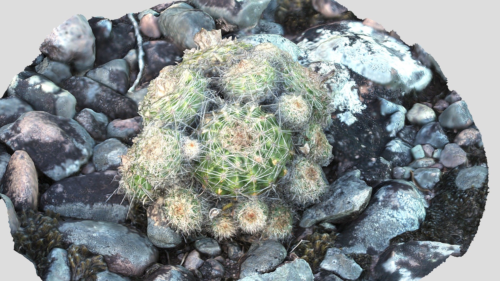 Cactos