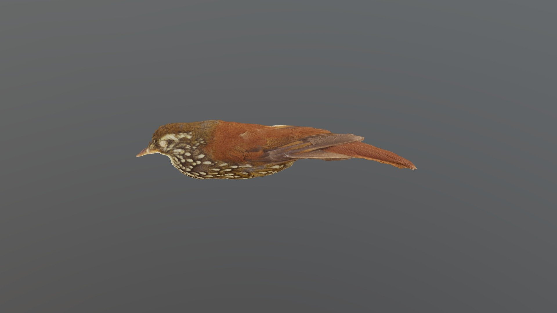 Pearled Treerunner - Margarornis squamiger