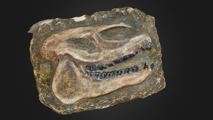 moulage paleotherium – Modèle 3D gratuit STL