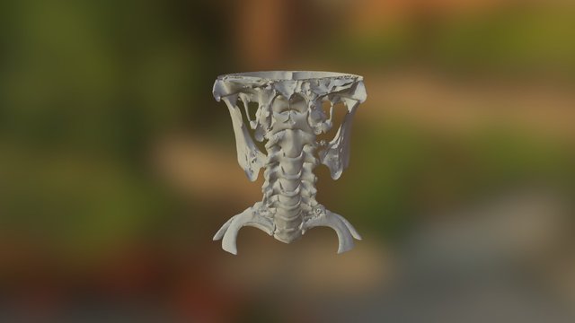 Cervical Spine Sku 117 3D Model