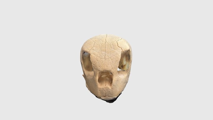 Turtle 03 3D Model