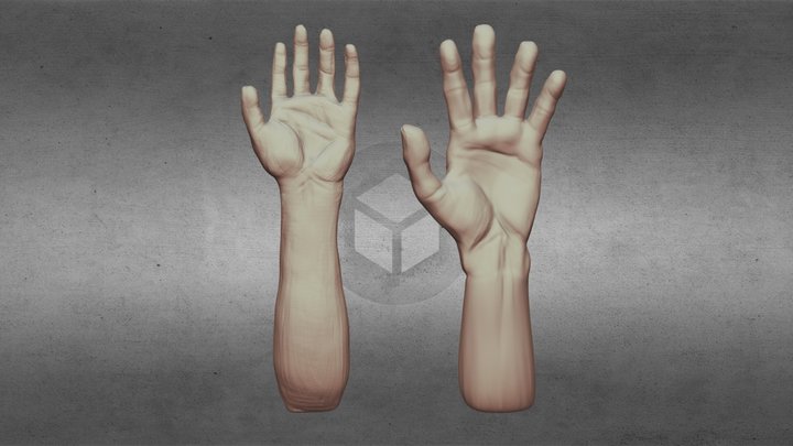 Hand Sculpts 3D Model