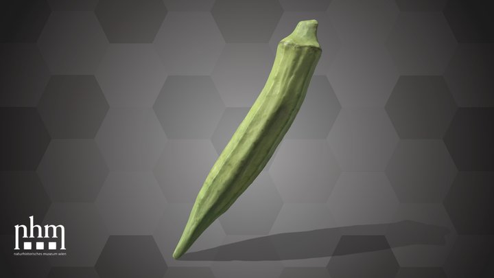 Bhindi (NHMW-AFW-DING-0046-022)