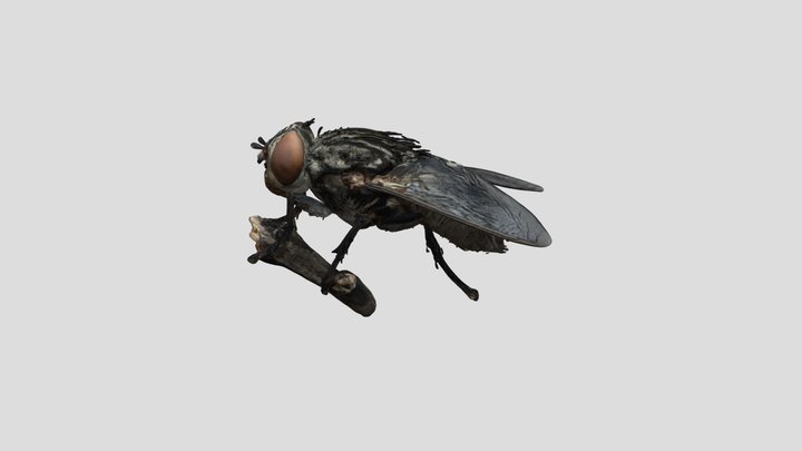 Dípteros – Modello 3D gratuito STL