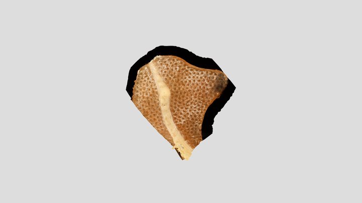 Palmatolepis 3D Model