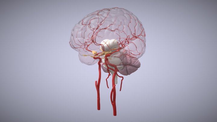 Gyri, Sulci et Arteriae 3D Model