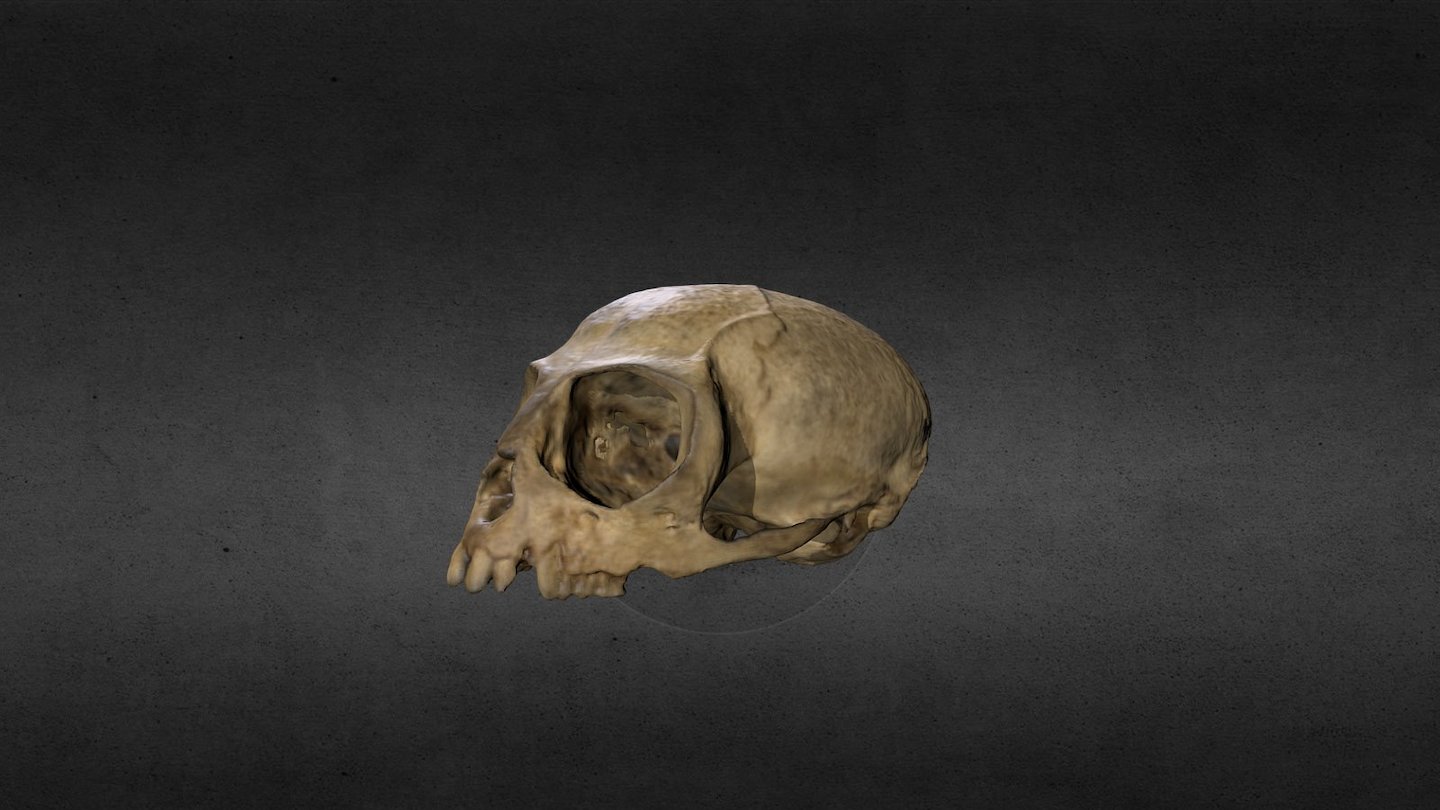 Marmoset Skull | Penglog Marmoset