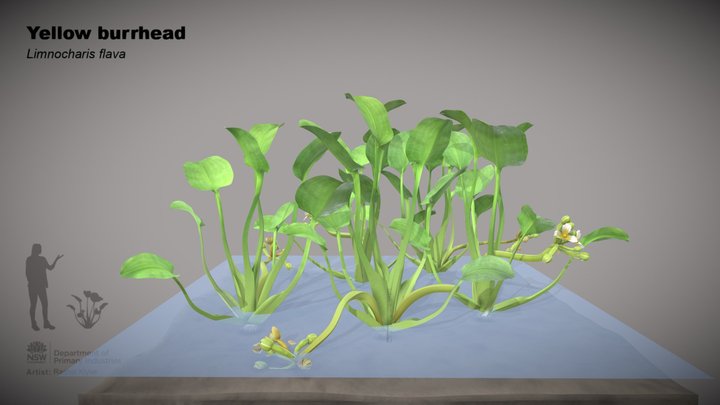 Yellow burrhead (Limnocharis flava) 3D Model