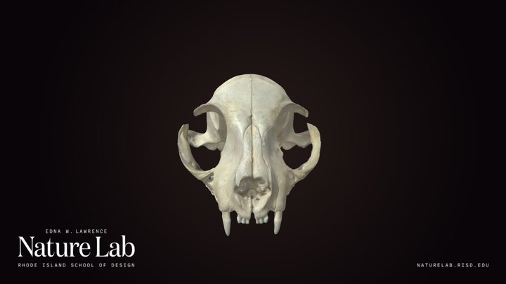 Bobcat Skull
