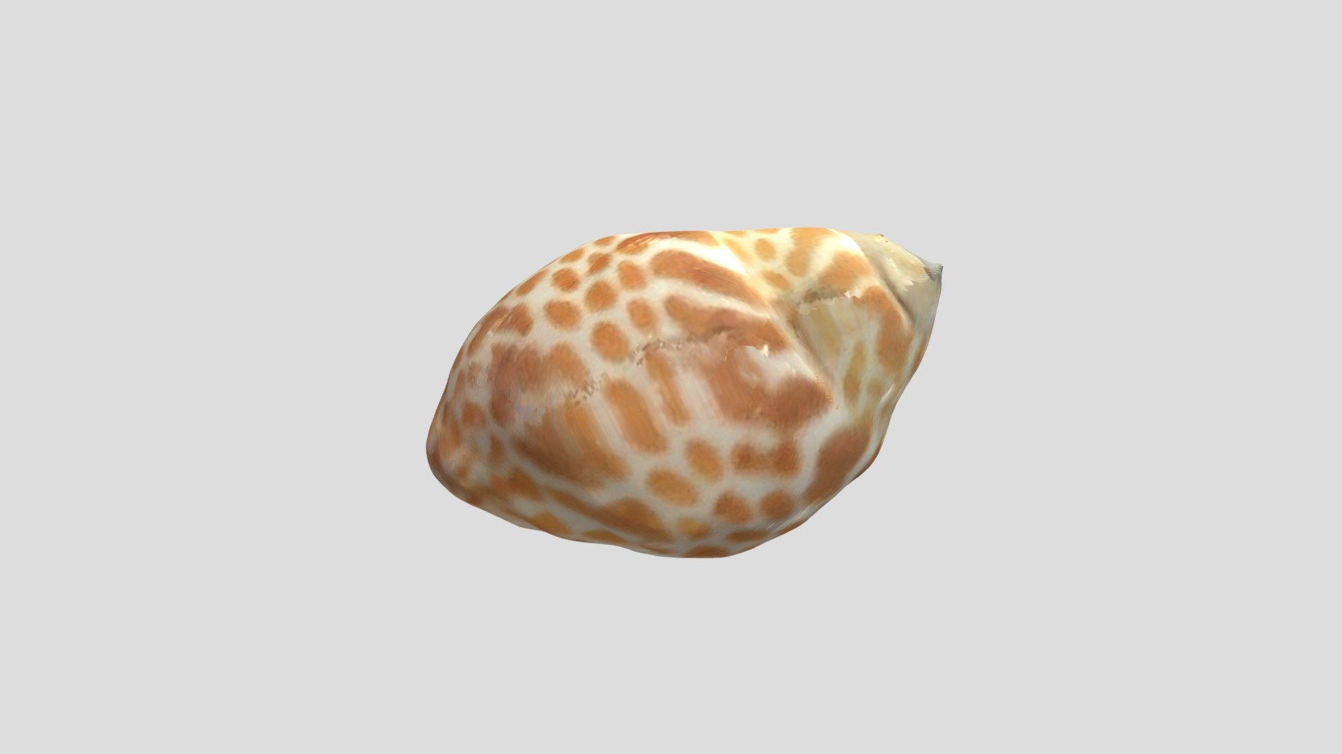 Babylonia spirata