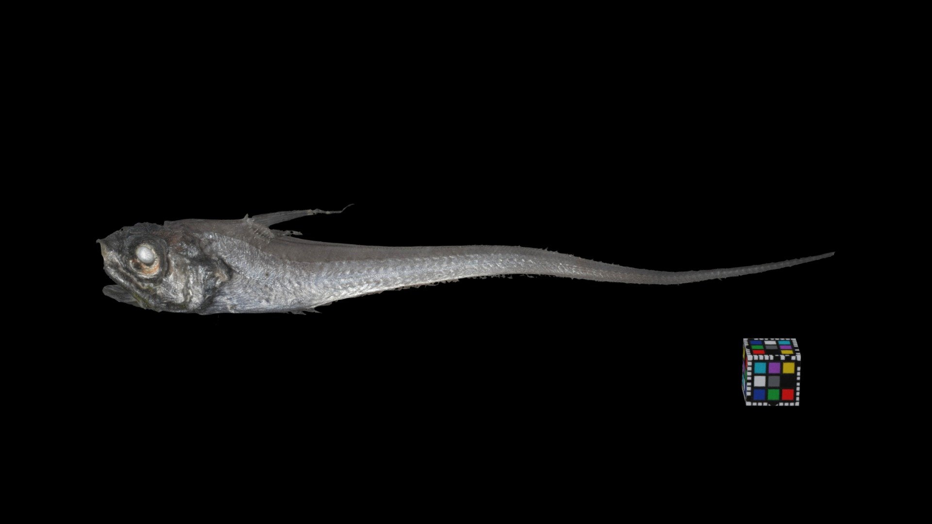 サガミソコダラ Sagami Grenadier, Ventrifossa garmani