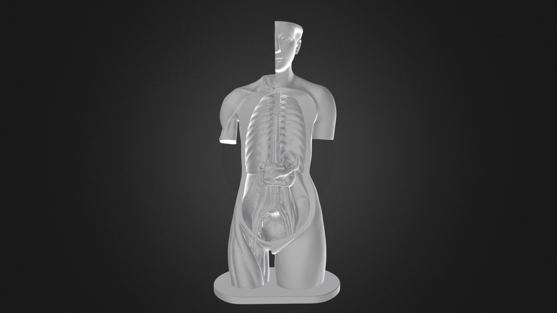 Anatomical model, 1930 - 1950