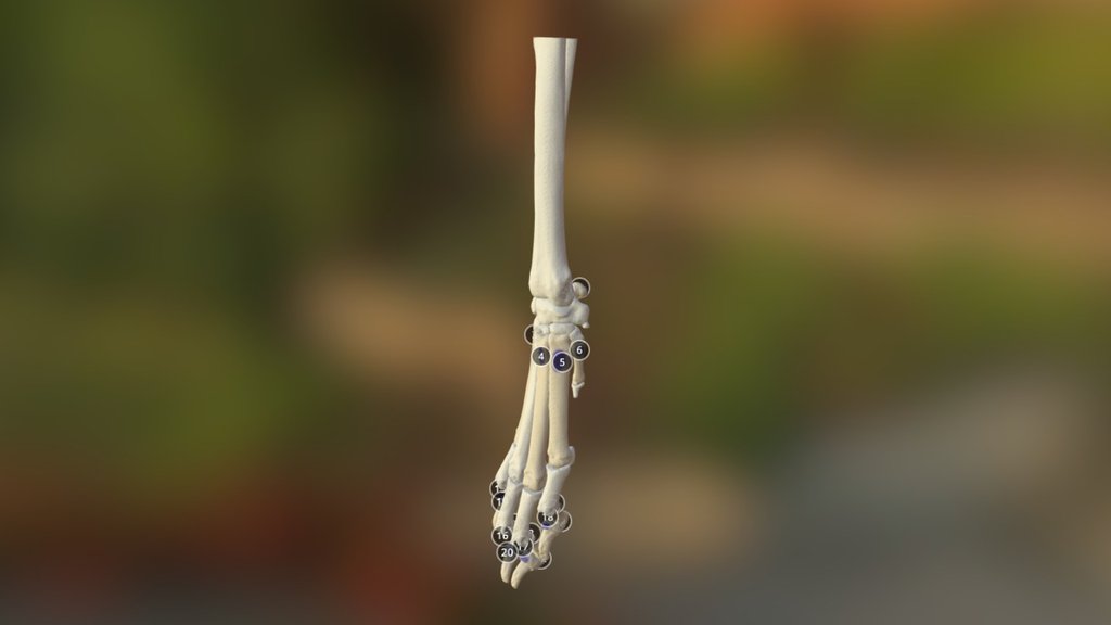 Canine Carpus Muscle Attachments