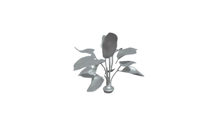 Indoor plant with broad leaves 3D Model