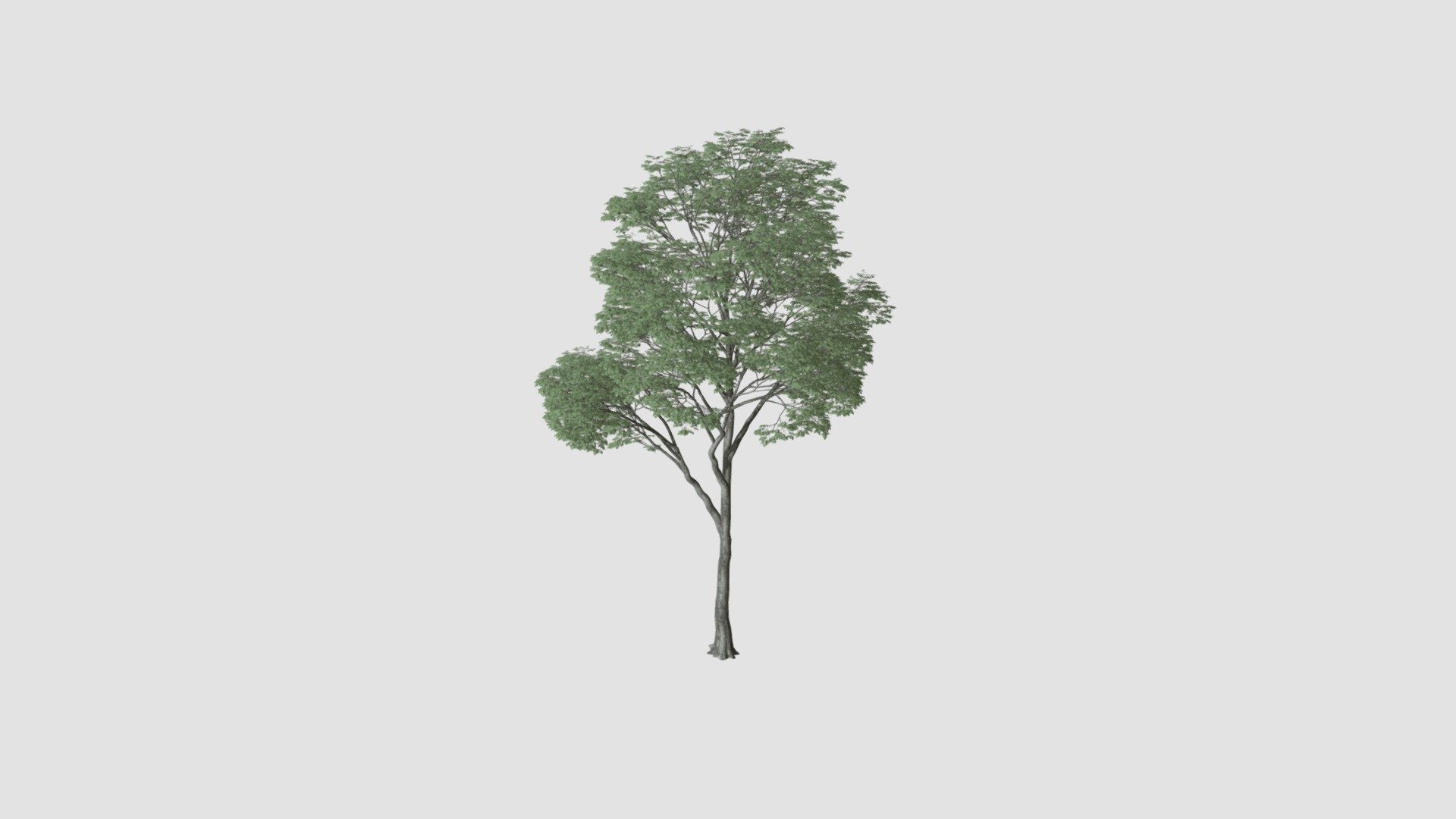 Tree - Buy Royalty Free 3D model by Evermotion [c4d5920] - Sketchfab Store