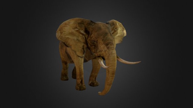 Elephant 3D Model