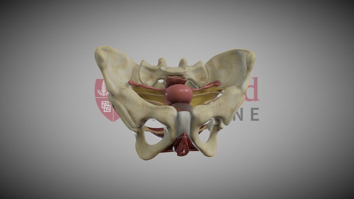 Female Reproductive System 3D Model