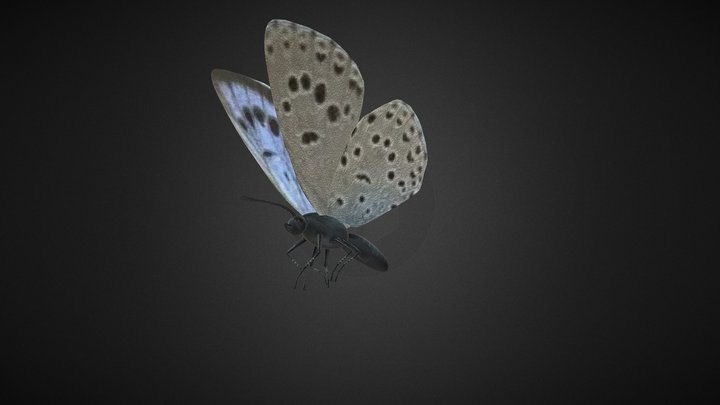 Xerces blue – Gratis 3D-model STL