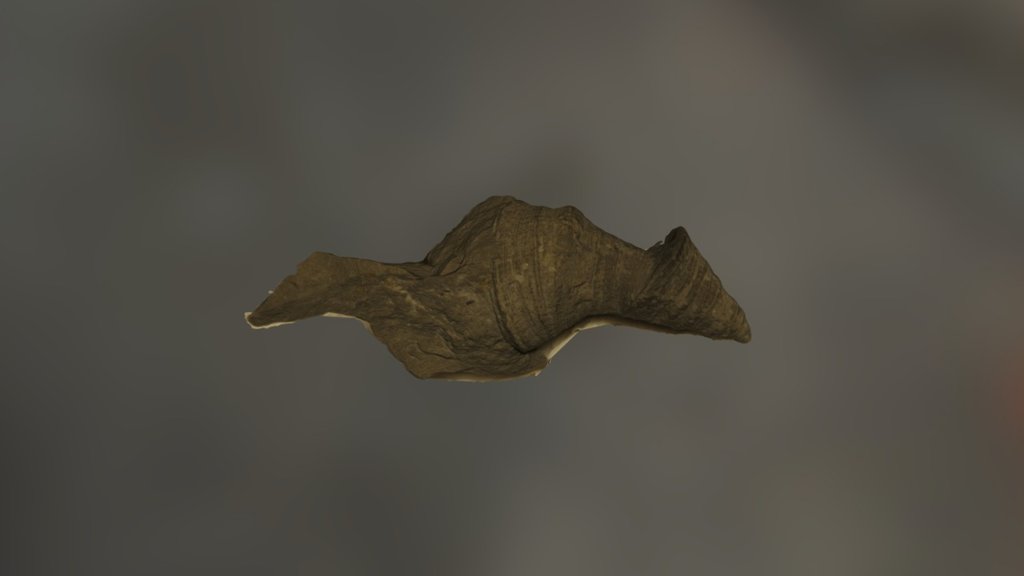 Horn Coral