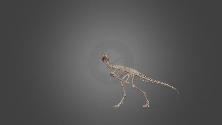 Elby Juvenile Tyrannosaurus 3D Model