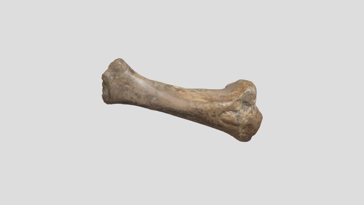 Belum.K27038 3D Model