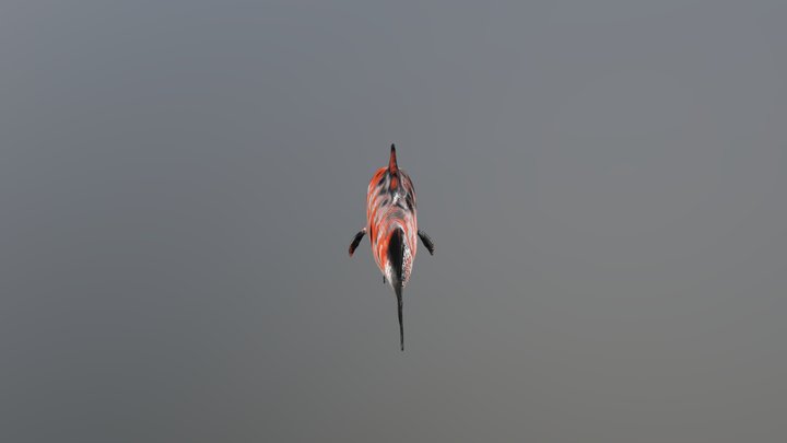 Koi fish modelFinal with texture-lowpoly 3D Model