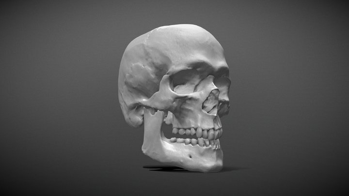 European Male Skull Scan 3D Model
