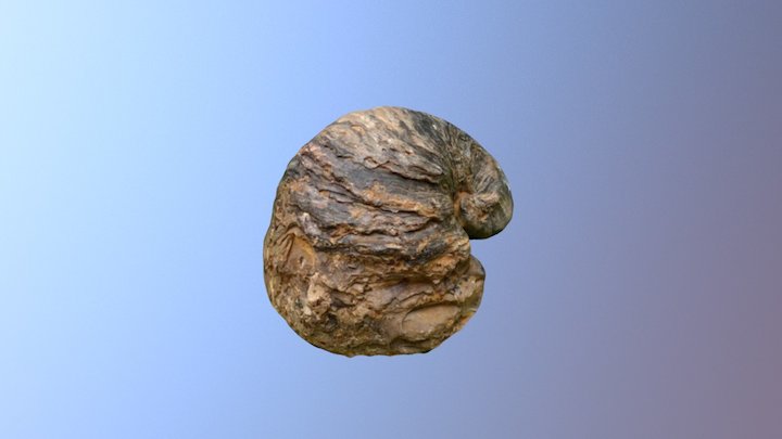 90 Million Year Old Oyster 3D Model